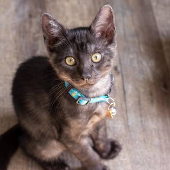 Wally -  Domestic Short Hair Cat for Adoption in Elk Grove, California - Wally | PetCurious