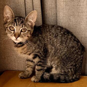 Brienne -  Domestic Short Hair Cat for Adoption in Los Angeles, California - Brienne | PetCurious