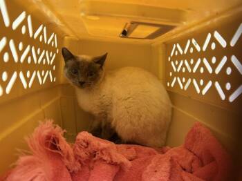 Domestic Short Hair Cats Available for Adoption - BARN CAT MARIGOLD | PetCurious