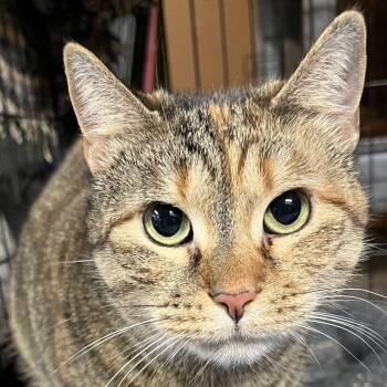 Lonnie the lovergirl -  Domestic Short Hair Cat for Adoption in Bloomfield, New Jersey - Lonnie The Lovergirl | PetCurious