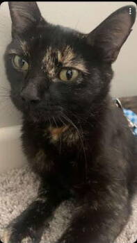 Rescue Tortoiseshell and Domestic Short Hair Cats for Adoption - Juno | PetCurious