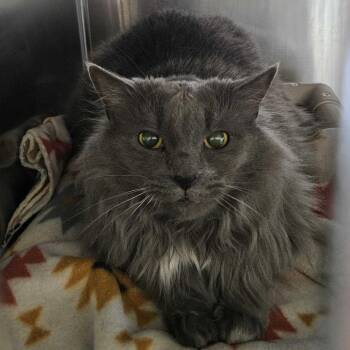 Ham *Bonded w/ Atticus -  Domestic Short Hair Cat for Adoption in Dover, New Hampshire - Ham *Bonded W/ Atticus | PetCurious