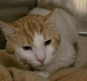 Fluffy Bunny -  Domestic Medium Hair Cat for Adoption in Dubuque, Iowa - Fluffy Bunny | PetCurious