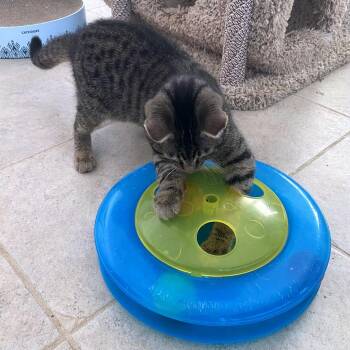 Domestic Short Hair Cats Available for Adoption - Tristin | PetCurious