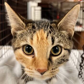 Rescue Domestic Short Hair Cats for Adoption in Las Cruces, New Mexico - Gwyndoline | PetCurious