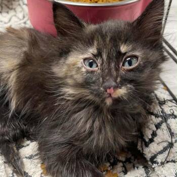 Miss Ladybelle -  Domestic Short Hair Cat for Adoption in Inwood, West Virginia - Miss Ladybelle | PetCurious