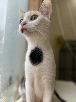 Rescue Calico Cats for Adoption in West Lafayette, Indiana - Popsicle | PetCurious