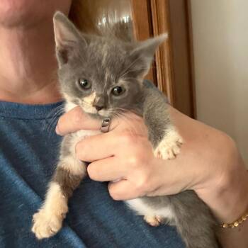 Sadie -  Domestic Medium Hair Cat for Adoption in Houston, Texas - Sadie | PetCurious