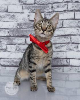 Biscuit -  Domestic Short Hair and Tabby Cat for Adoption in Tuscaloosa, Alabama - Biscuit | PetCurious