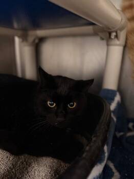 Domestic Short Hair Cats Available for Adoption - Blackberry | PetCurious