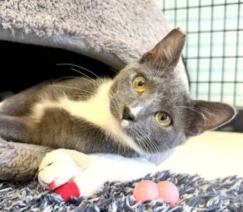 TOBIAS -  Domestic Short Hair Cat for Adoption in Fernandina Beach, Florida - TOBIAS | PetCurious