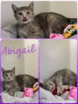 Rescue Domestic Short Hair Cats for Adoption in Howes Cave, New York - Abigail | PetCurious