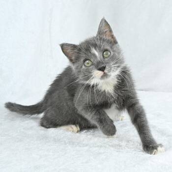 Zack -  Domestic Short Hair Cat for Adoption in Mobile, Alabama - Zack | PetCurious