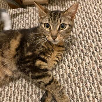 Sonoma -  Domestic Short Hair Cat for Adoption in Woodbury, New Jersey - Sonoma | PetCurious
