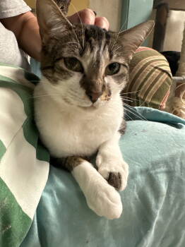 Rescue Domestic Short Hair Cats for Adoption in Jackson, Mississippi - Bonnie Rait | PetCurious