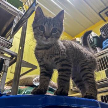 Rescue Domestic Short Hair Cats for Adoption in Mount Vernon, Indiana - Dodger | PetCurious