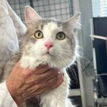 Eugene -  Domestic Medium Hair and Domestic Short Hair Cat Available for Adoption in Woodinville, Washington - Eugene | PetCurious
