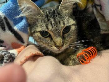 Rescue Domestic Medium Hair Cats for Adoption in Magnolia, Texas - Seraphina | PetCurious