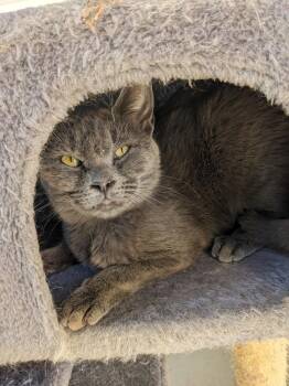 Viola -  Domestic Short Hair Cat Available for Adoption in Lewisburg, Tennessee - Viola | PetCurious