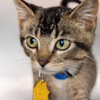 RIO -  Domestic Short Hair Cat for Adoption in St. Louis, Missouri - RIO | PetCurious