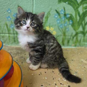 Domestic Short Hair Cats Available for Adoption in Newport, Tennessee - Halibut | PetCurious