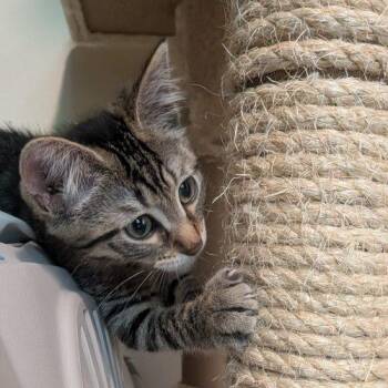 Pigeon -  Domestic Short Hair Cat for Adoption in Kenosha, Wisconsin - Pigeon | PetCurious