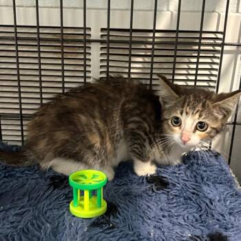 Chaos -  Domestic Medium Hair Cat for Adoption in Crookston, Minnesota - Chaos | PetCurious