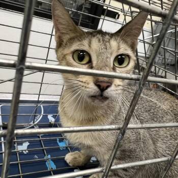 Pam -  Domestic Short Hair Cat for Adoption in Galveston, Texas - Pam | PetCurious