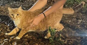 Domestic Short Hair Cats Available for Adoption in San Antonio, Texas - BOB | PetCurious