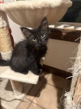 Miss Mollie -  Domestic Short Hair Cat for Adoption in Aurora, Colorado - Miss Mollie | PetCurious