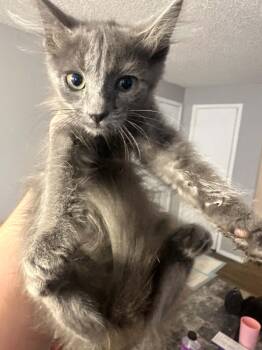 Claudia -  Domestic Long Hair Cat for Adoption in Oklahoma City, Oklahoma - Claudia | PetCurious