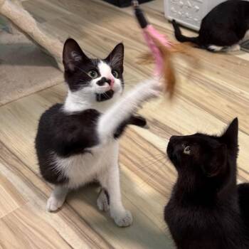 Laszlo -  Domestic Short Hair Cat for Adoption in Middleton, Wisconsin - Laszlo | PetCurious