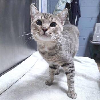 Winston -  Domestic Short Hair Cat for Adoption in Providence, Rhode Island - Winston | PetCurious