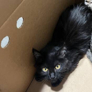 Parkur -  Domestic Short Hair Cat for Adoption in Tampa, Florida - Parkur | PetCurious