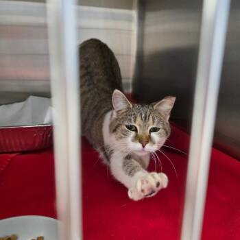 Domestic Short Hair Cats Available for Adoption - Munchkin | PetCurious