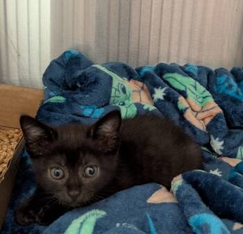 Rescue Domestic Short Hair Cats for Adoption in Cape Coral, Florida - Raider | PetCurious