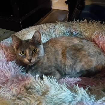 Rescue Dilute Tortoiseshell Cats for Adoption in Pocatello, Idaho - Peachie And Plum | PetCurious