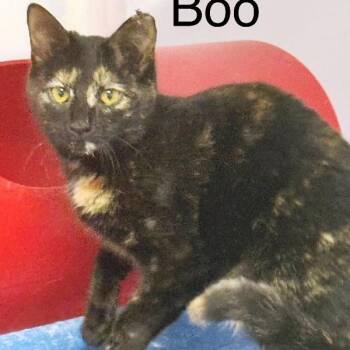 Domestic Short Hair Cats Available for Adoption - Boo | PetCurious