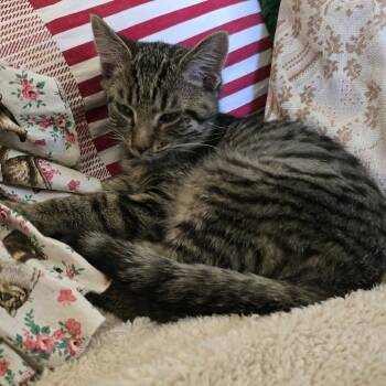 Rescue Domestic Short Hair Cats for Adoption in Etna, Pennsylvania - Spaghetti | PetCurious