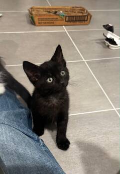 Corn -  Domestic Short Hair Cat for Adoption in Los Angeles, California - Corn | PetCurious