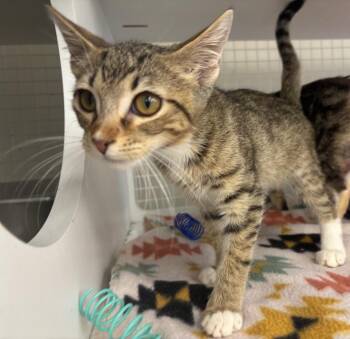 January aka Salty -  Domestic Short Hair Cat for Adoption in Gorham, Maine - January Aka Salty | PetCurious