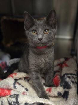 Debbie -  Domestic Short Hair Cat for Adoption in Westland, Michigan - Debbie | PetCurious