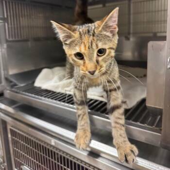 Larkin -  Domestic Short Hair Cat for Adoption in Bristol, Indiana - Larkin | PetCurious