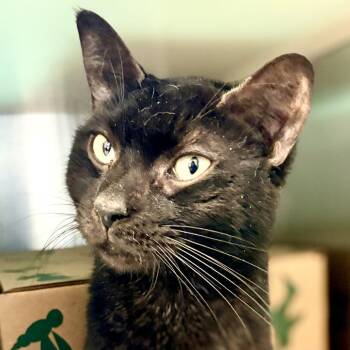 Domestic Short Hair Cats Available for Adoption in Fairport, New York - Creature | PetCurious