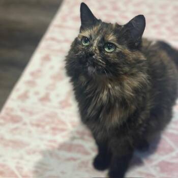 Honeybun -  Domestic Medium Hair Cat for Adoption in Madison, Wisconsin - Honeybun | PetCurious