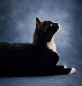 Mynn -  Domestic Short Hair Cat for Adoption in Taylorsville, North Carolina - Mynn | PetCurious