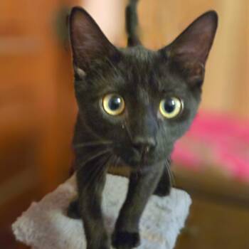 Johnny (Whiskers Society) -  Domestic Short Hair Cat for Adoption in Watertown, Wisconsin - Johnny (Whiskers Society) | PetCurious