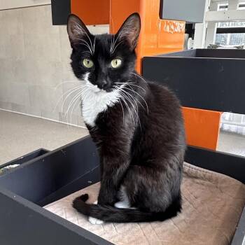 Coral -  Domestic Short Hair Cat for Adoption in Hailey, Idaho - Coral | PetCurious