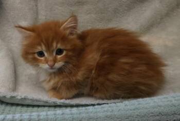 Domestic Medium Hair Cats Available for Adoption in Thief River Falls, Minnesota - Fritz | PetCurious