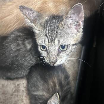 Strawberry -  Domestic Short Hair Cat for Adoption in Philadelphia, Pennsylvania - Strawberry | PetCurious